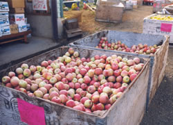 apple bins